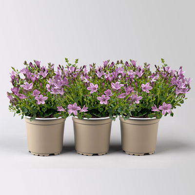 Glockenblume, rosa, Topf-Ø 10,5 cm, 3 Pflanzen