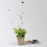Bio Witwenblume, rot, Topf 11x11 cm, 3 Pflanzen Bio Witwenblume, rot, Topf 11x11 cm, 3 Pflanzen