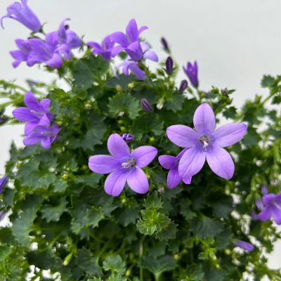 Glockenblume 'Ambella® Lavender' hellviolett, Topf-Ø 15 cm, 3er-Set