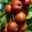 Kölle Bio Apfel 'Roter Boskoop' Unterlage M 26, Höhe 125/150, Topf 10 Liter