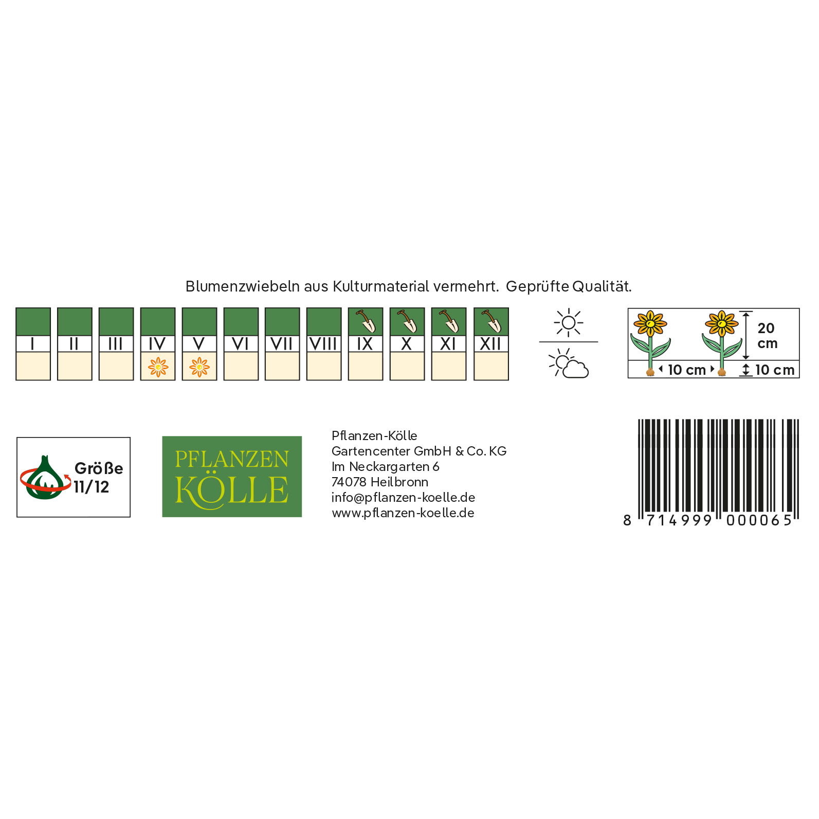 Greigii Tulpen Rotkäppchen rot, 20 Blumenzwiebeln Greigii Tulpen Rotkäppchen rot, 20 Blumenzwiebeln