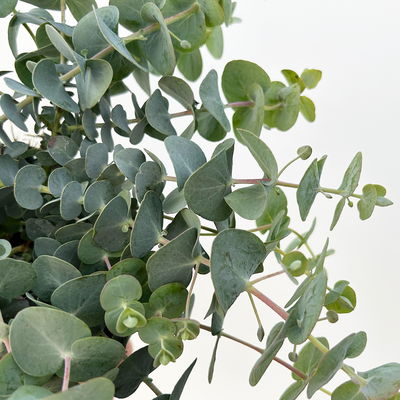 Eukalyptus 'Baby Blue', Topf-Ø 12 cm, 6 Pflanzen