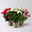 Bio Herbststern 'Princettia'®, rosa, pink & weiß, Topf-Ø 12 cm, 3 Pflanzen Bio Herbststern 'Princettia'®, rosa, pink & weiß, Topf-Ø 12 cm, 3 Pflanzen
