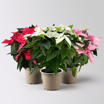 Bio Herbststern 'Princettia'®, rosa, pink & weiß, Topf-Ø 12 cm, 3 Pflanzen Bio Herbststern 'Princettia'®, rosa, pink & weiß, Topf-Ø 12 cm, 3 Pflanzen