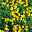 Bio Waldsteinia ternata gelb, Topf-Ø 9 cm, 3er-Set
