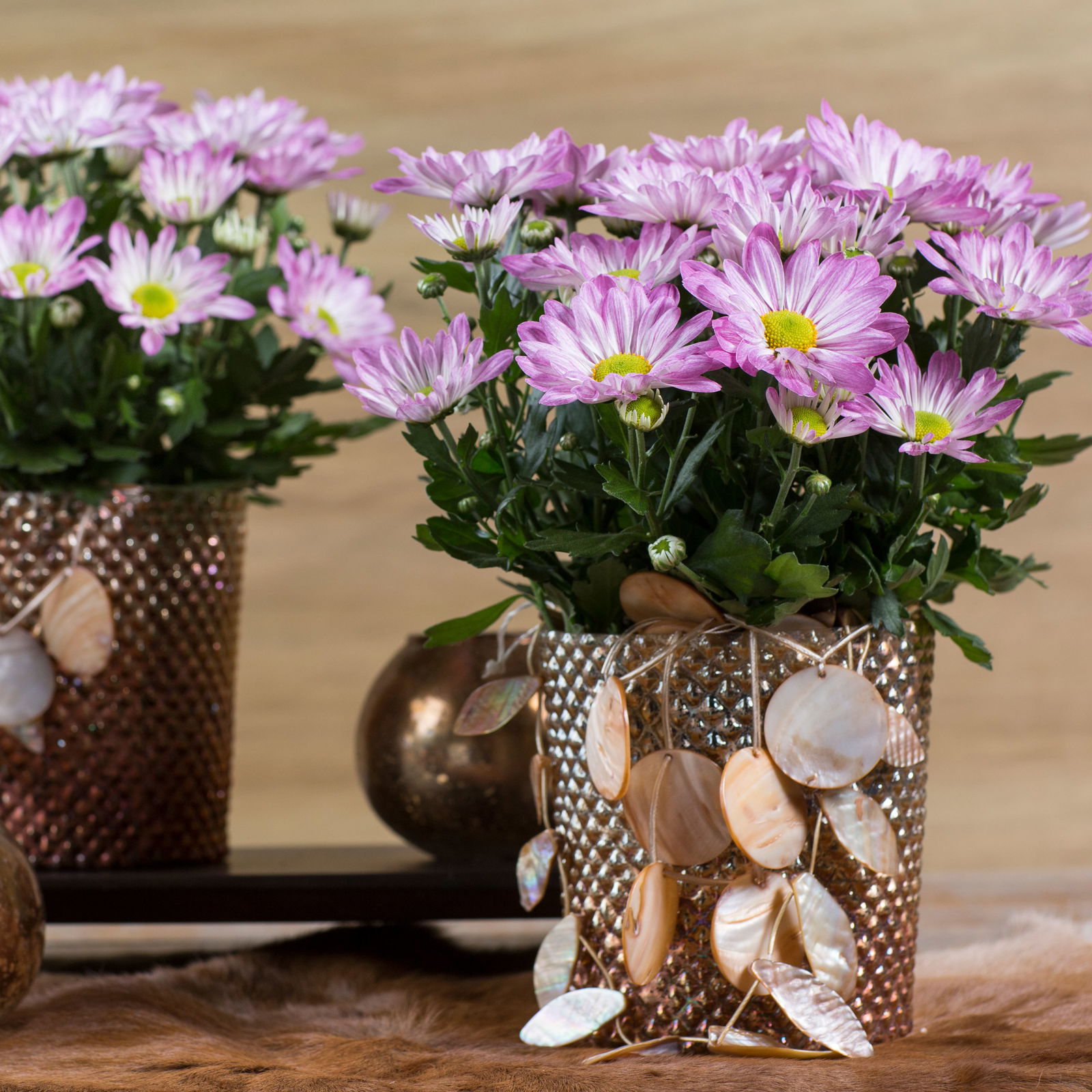 Chrysanthemen 'Rainbow Rosy' rosa-weiß, Topf-Ø 14 cm, 4 Pflanzen