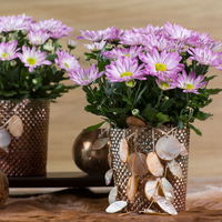 Chrysanthemen 'Rainbow Rosy' rosa-weiß, Topf-Ø 14 cm, 4 Pflanzen