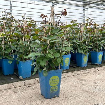 Duftende Edelrose 'Kölle's Rosensymphonie'®, pink, Topf 5 Liter,4 Pflanzen