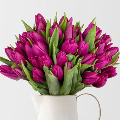 50 lila Tulpen