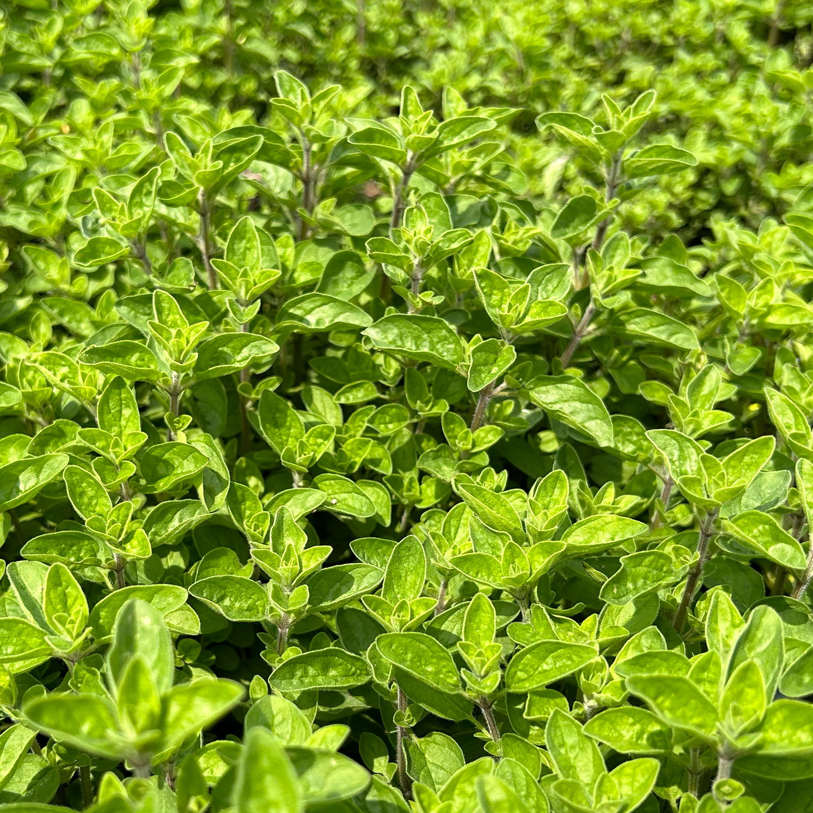 Bio Oregano 'Supreme', Topf-Ø 12 cm Bio Oregano 'Supreme', Topf-Ø 12 cm