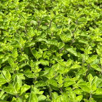 Bio Oregano 'Supreme', Topf-Ø 12 cm Bio Oregano 'Supreme', Topf-Ø 12 cm