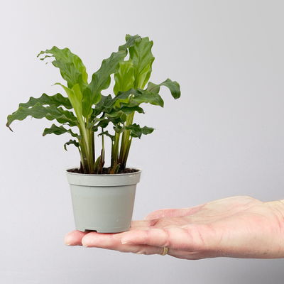 Calathea Mini Mix zufällig, Topf-Ø 7 cm, Höhe ca. 10-15 cm, 8 Pflanzen Calathea Mini Mix zufällig, Topf-Ø 7 cm, Höhe ca. 10-15 cm, 8 Pflanzen