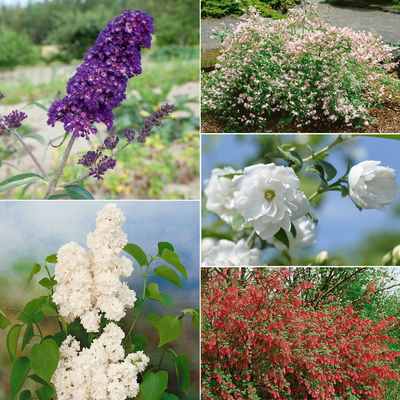 Dufthecke-Blütensträucher XL, 20er-Set, Höhe 80-100 cm, Topf 12+20 Liter