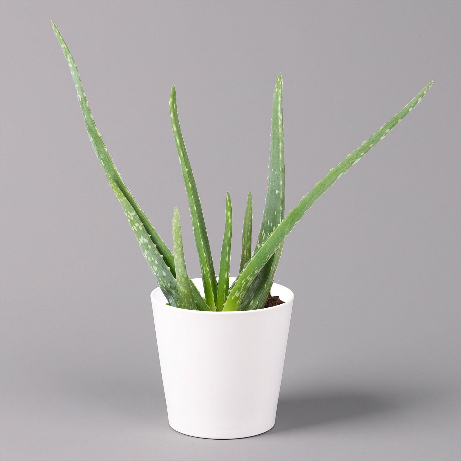 Aloe vera in Keramiktopf Dallas weiß, Topf-Ø 12 cm, Höhe ca. 20-35 cm, 3er-Set