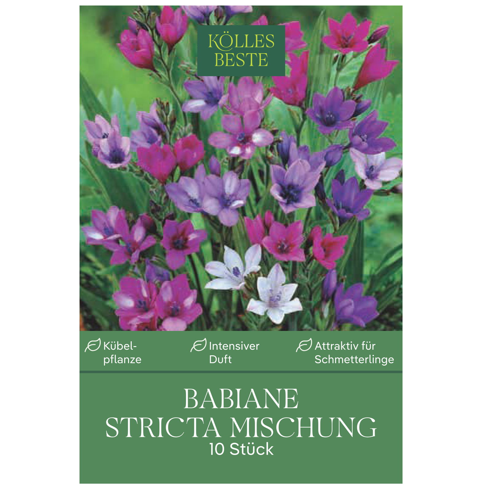 Kölles Beste Blumenknollen, Babiane Stricta Mischung Kölles Beste Blumenknollen, Babiane Stricta Mischung