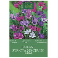 Kölles Beste Blumenknollen, Babiane Stricta Mischung Kölles Beste Blumenknollen, Babiane Stricta Mischung