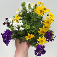 Sommerblumen Mix TrioMio™ 'Tweety Wave' weiß-blau-gelb, Topf-Ø 12 cm, 6 Pflanzen Sommerblumen Mix TrioMio™ 'Tweety Wave' weiß-blau-gelb, Topf-Ø 12 cm, 6 Pflanzen