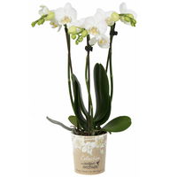 Phalaenopsis, Weißtöne, 3 Rispen, Topf-Ø 9 cm, Höhe ca. 30 cm