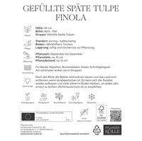 Gefüllte späte Tulpen 'Finola', rosafarben, 7 Blumenzwiebeln