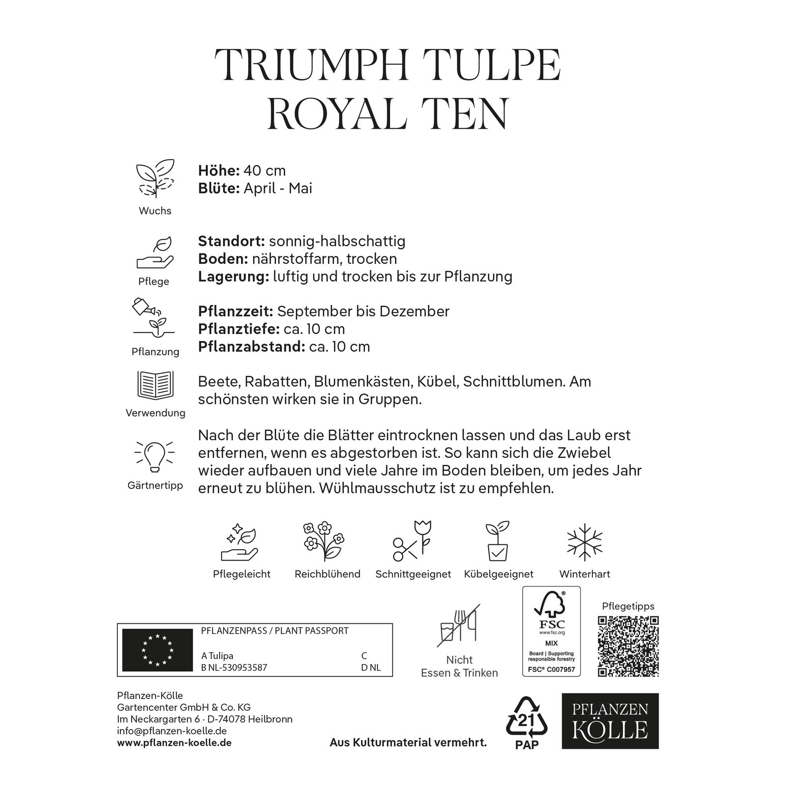 Triumph Tulpen Royal Ten weiß/pink, 7 Blumenzwiebeln