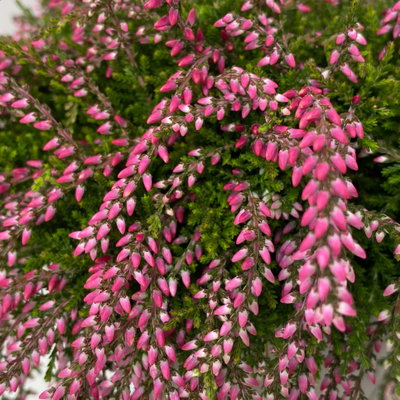 Knospenheide 'Rasta Girls®', überhängend, rot, Topf-Ø 13 cm, 6 Pflanzen Knospenheide 'Rasta Girls®', überhängend, rot, Topf-Ø 13 cm, 6 Pflanzen
