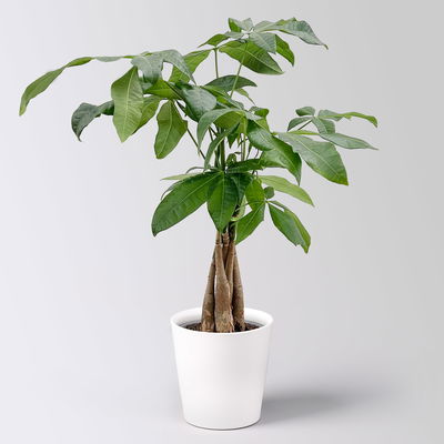 Grünpflanzenkreation 'Pflanzen-WG', Topf-Ø 12cm, inkl. Übertopf weiß, 4 Pflanzen