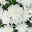 Chrysanthemen 'Chrysanne®Grandezza White', weiß, Topf-Ø 13 cm, 4 Pflanzen
