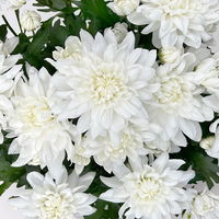 Chrysanthemen 'Chrysanne®Grandezza White', weiß, Topf-Ø 13 cm, 4 Pflanzen