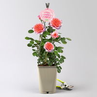 Duftende Edelrose 