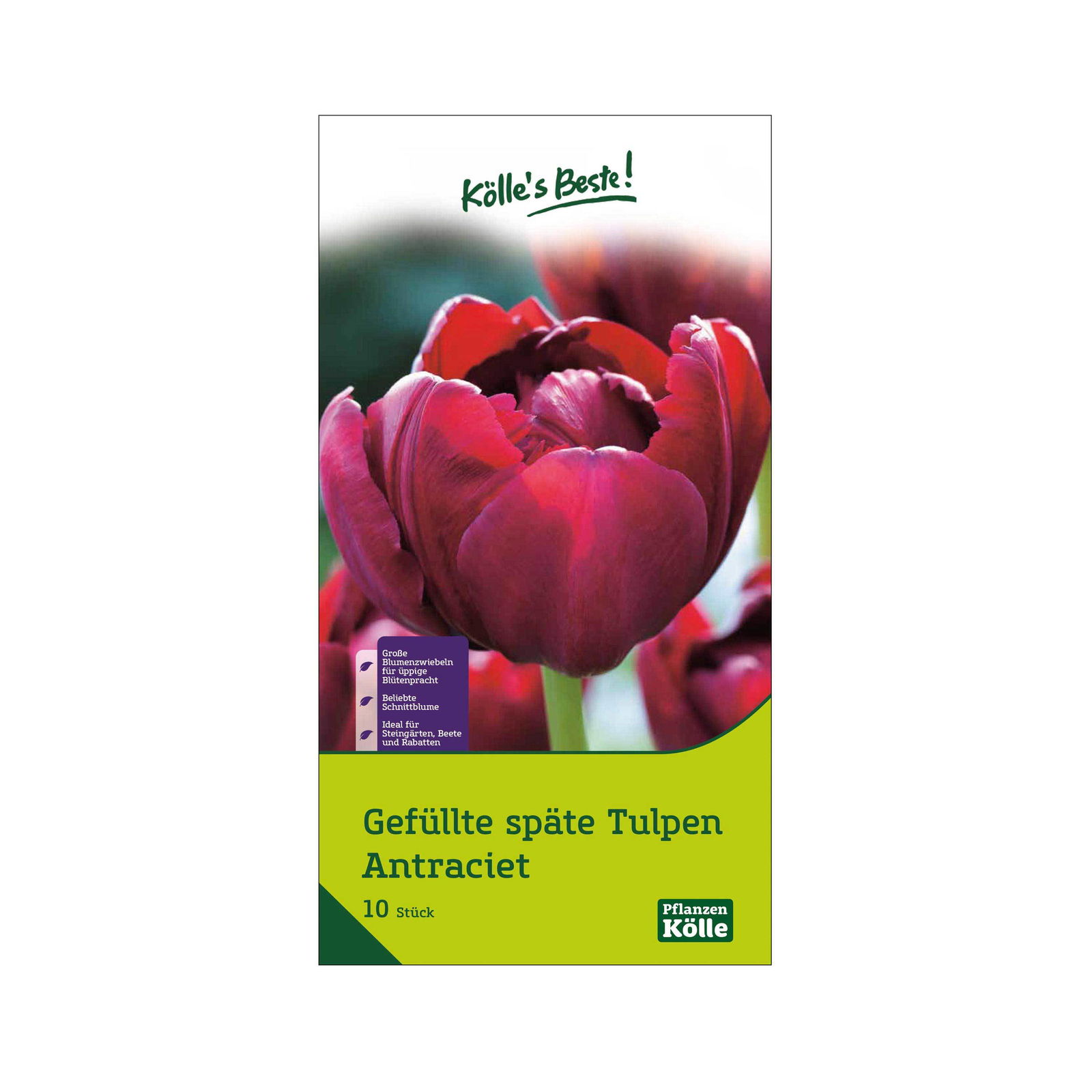 Tulpen 'Antraciet', Dunkelrot, gefüllte Blüten, 10 Blumenzwiebeln