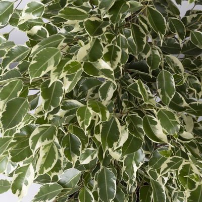 Birkenfeige 'Twilight' in Keramiktopf Dallas, Topf-Ø 17 cm, Höhe ca. 70 cm