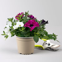 Beet- und Balkonpflanzen-Mix, lila-weiß, Topf-Ø 13 cm, 6 Pflanzen