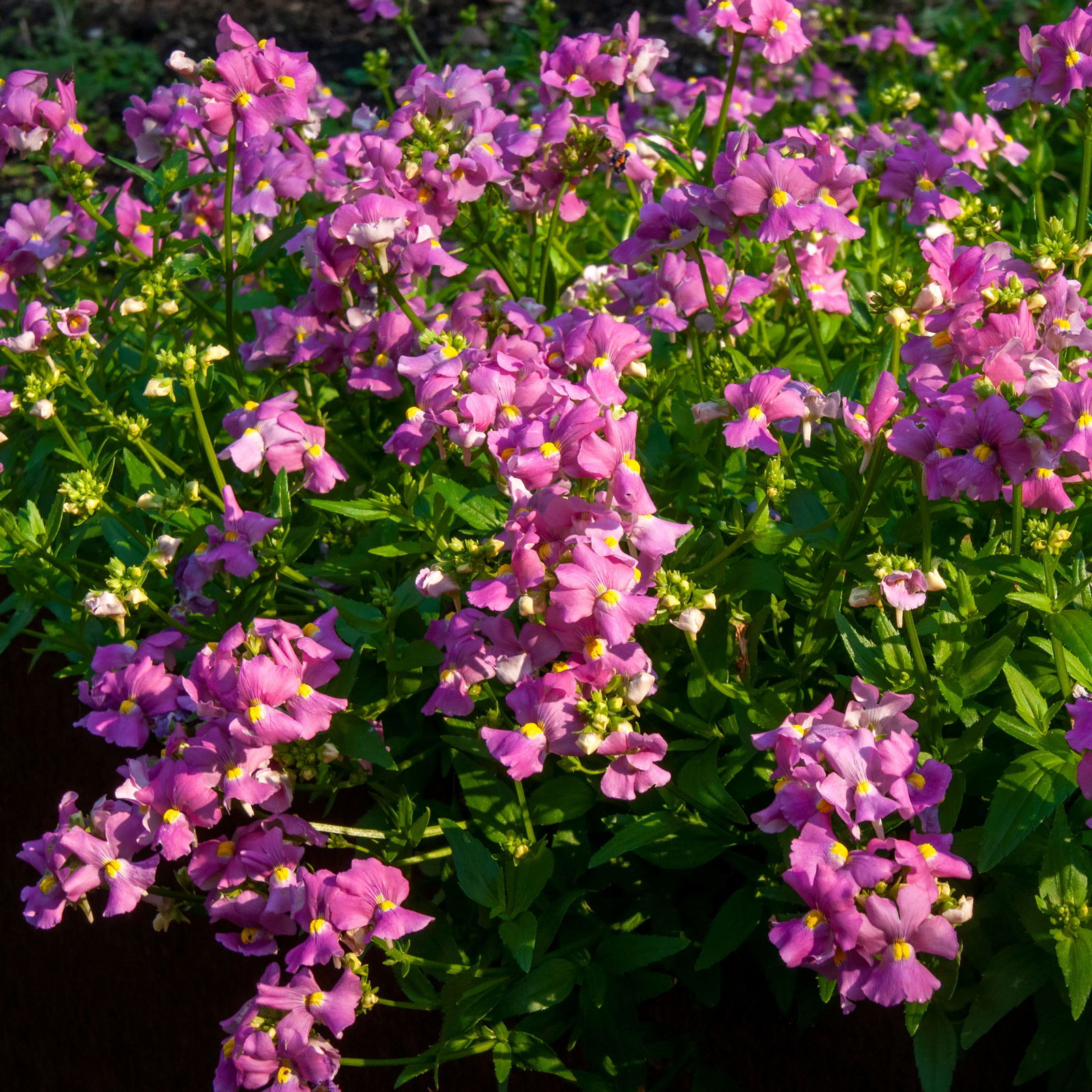 Pflanzenkreation 'Tequila Sunrise', 12 Pflanzen inkl. Erde und Dünger