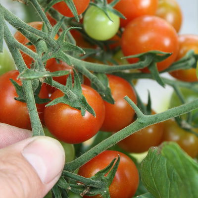 Blu Bio Cherrytomatenpflanze 'Pepe F1', Topf-Ø 12 cm, 3er-Set