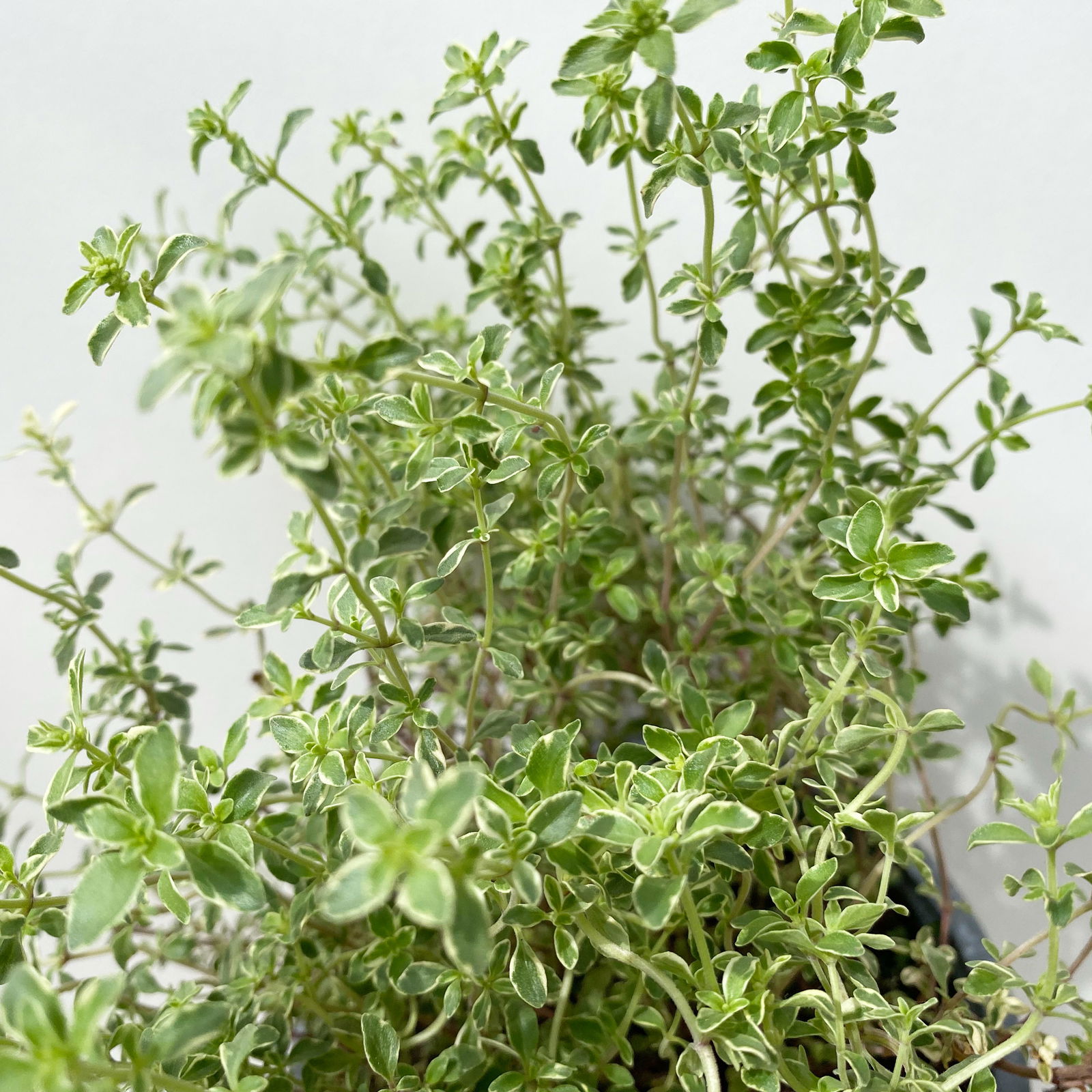 Bio Silberrand-Thymian, Topf-Ø 12cm
