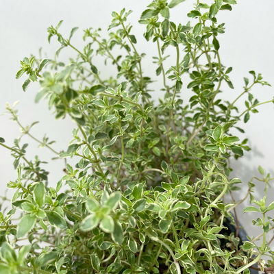 Bio Silberrand-Thymian, Topf-Ø 12cm Bio Silberrand-Thymian, Topf-Ø 12cm
