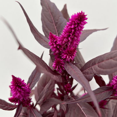 Celosia 'Mystic Shades', pink, Topf-Ø 12 cm, 3 Pflanzen
