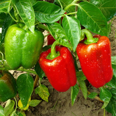 Bio Blockpaprika 'Jericho', Topf-Ø 12 cm, 3 Pflanzen