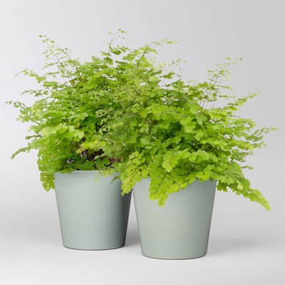 Frauenhaarfarn 'Fritz Lüthi', in Topf Dallas gl.blau, Topf-Ø 12 cm, 2 Pflanzen