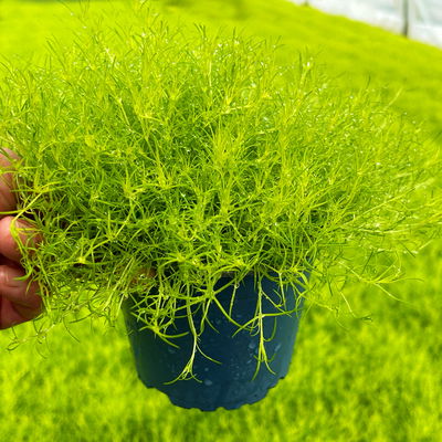 Bio Sternmoos 'Scotch Moos', weiß, Topf-Ø 12 cm, 3 Pflanzen Bio Sternmoos 'Scotch Moos', weiß, Topf-Ø 12 cm, 3 Pflanzen