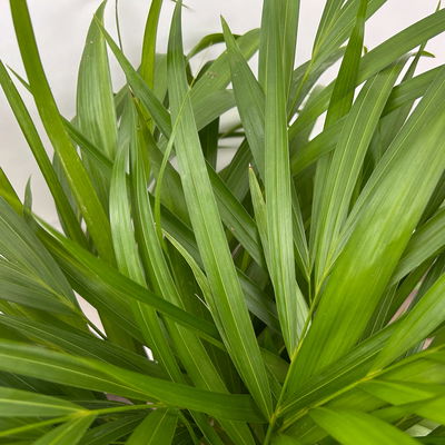 Goldfruchtpalme, Topf-Ø 19 cm, Höhe ca. 80 cm Goldfruchtpalme, Topf-Ø 19 cm, Höhe ca. 80 cm