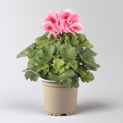 Edelgeranie Bella Donna® 'Don Maxima®', lachs-rot, Topf-Ø 12 cm, 6 Pflanzen