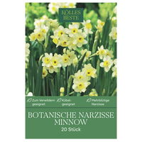 Botanische Narzissen Minnow weiß/gelb, 20 Blumenzwiebeln