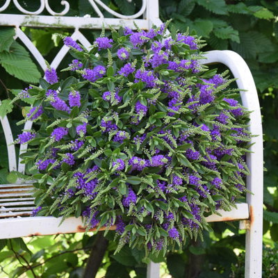Hebe 'All Blooms®', blau, Topf-Ø 12 cm, 3 Pflanzen