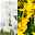 mehrblütige Hyazinthe& Narzisse weiß&gelb, vorgetrieben, Topf-Ø 11/12cm, 6er Set