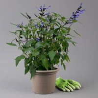 Pfirsichsalbei, blau, Topf-Ø 21 cm, Höhe ca. 40 cm