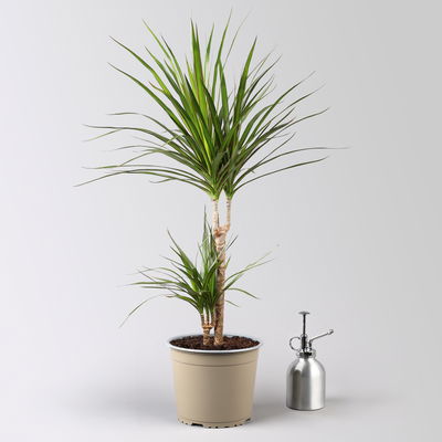 Drachenbaum, 2er-Tuff, inkl. Keramiktopf Dallas, Höhe ca. 70 cm, Topf-Ø 17 cm Drachenbaum, 2er-Tuff, inkl. Keramiktopf Dallas, Höhe ca. 70 cm, Topf-Ø 17 cm