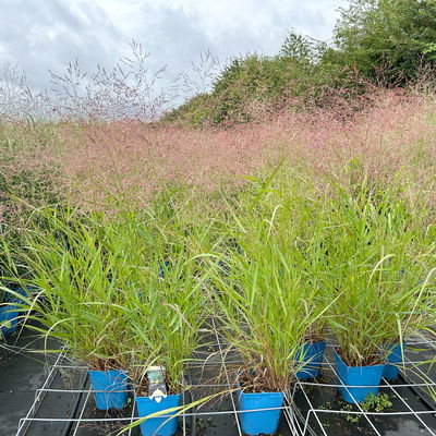 Bio Rutenhirse 'Squaw', rosa, Topf 5 Liter