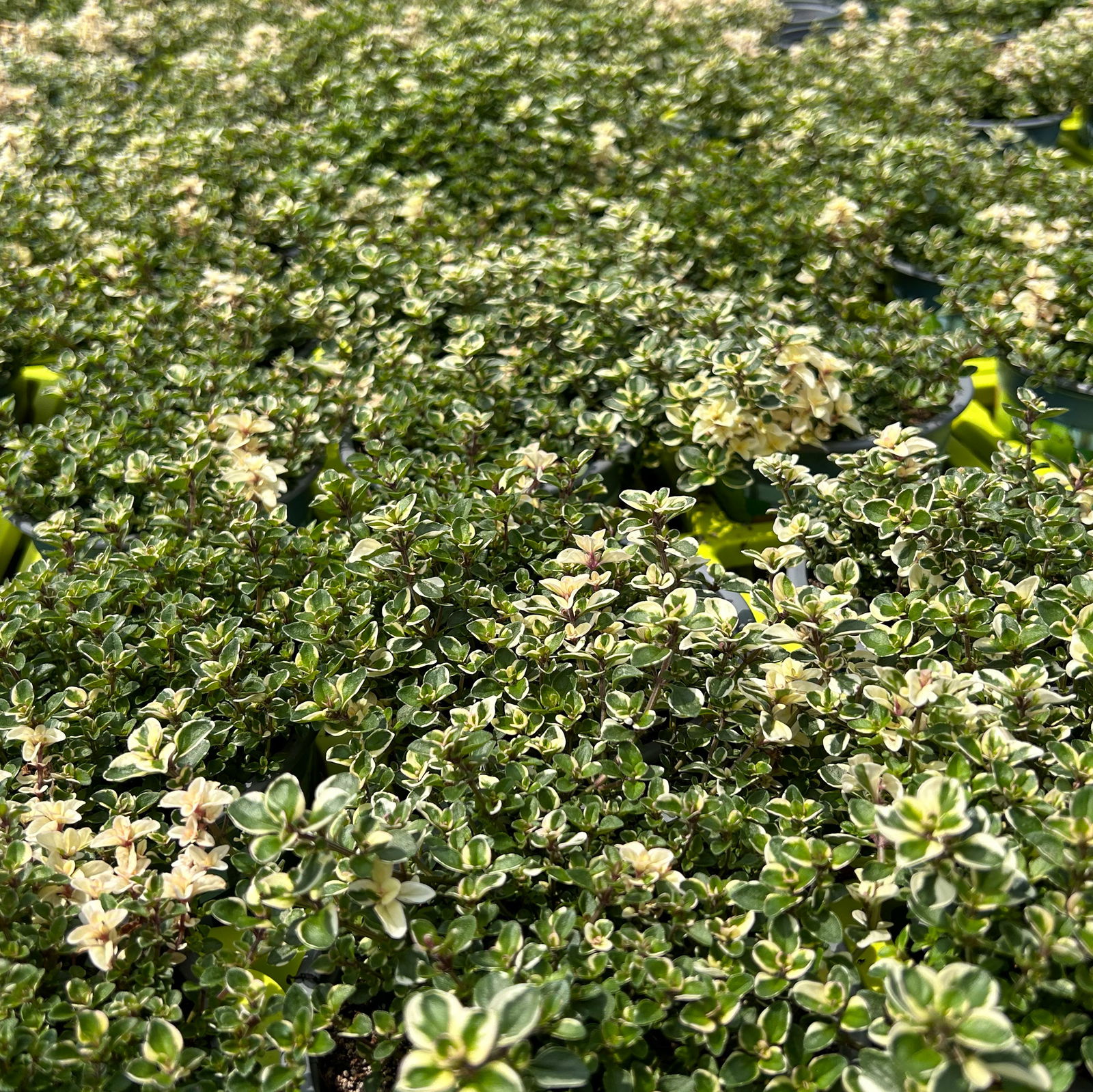 Bio Thymian 'Foxley', Topf-Ø 12cm