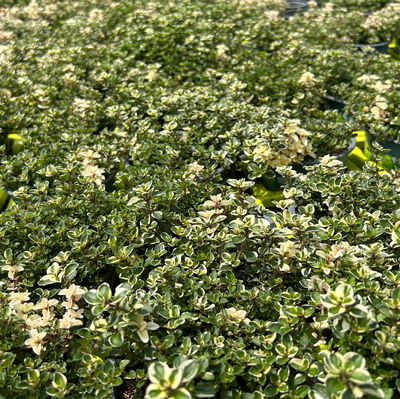 Bio Thymian 'Foxley', Topf-Ø 12cm Bio Thymian 'Foxley', Topf-Ø 12cm
